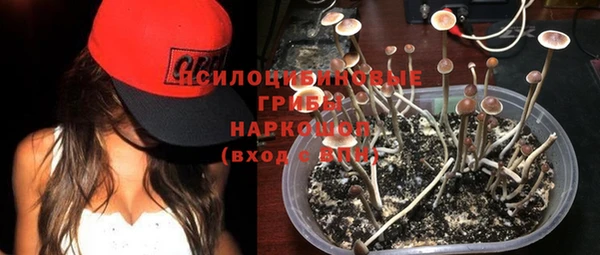 хмурый Аркадак