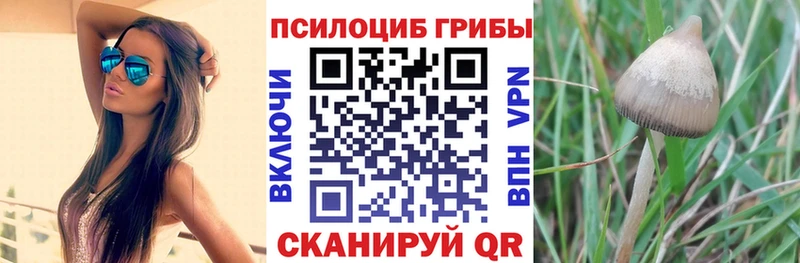 закладки  Ульяновск  KRAKEN ССЫЛКА  Псилоцибиновые грибы Psilocybine cubensis 
